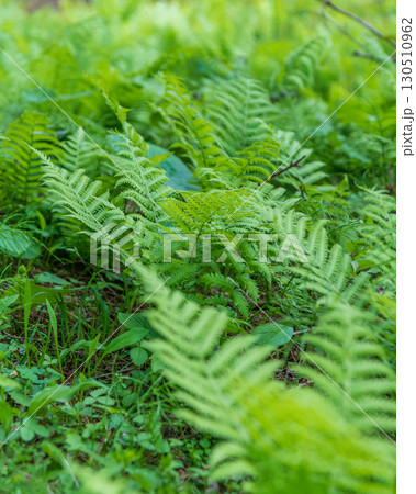 シダの葉に降り注ぐ光 130510962