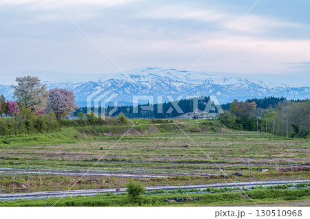 春の月山を背景に咲く桜 130510968