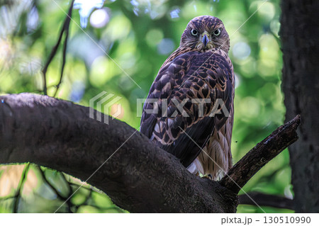 オオタカの幼鳥 130510990
