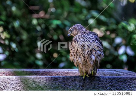 オオタカの幼鳥 オオタカの幼鳥 130510993