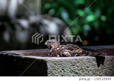 オオタカの幼鳥 オオタカの幼鳥 130510994