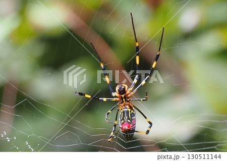 ジョロウグモ(腹側) ジョロウグモ(腹側) 130511144