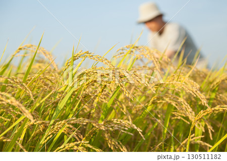 収穫前の稲を見る男性 130511182