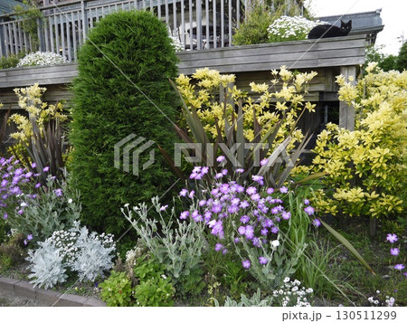 くつろぐ猫と5月の風景 くつろぐ猫と5月の風景 130511299
