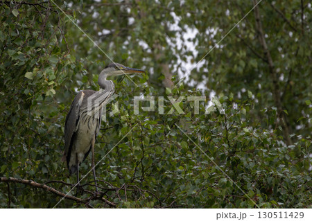 Grey herons standing on an branch - gray herons 130511429