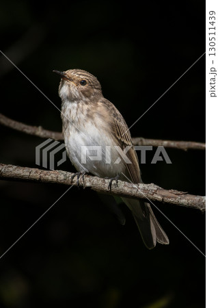 A small gray flycatcher from the flycatcher family is a small passerine bird. A small gray flycatcher from the flycatcher family is a small passerine bird. 130511439