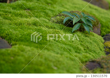 苔むす大地に芽吹く緑 苔むす大地に芽吹く緑 130511570