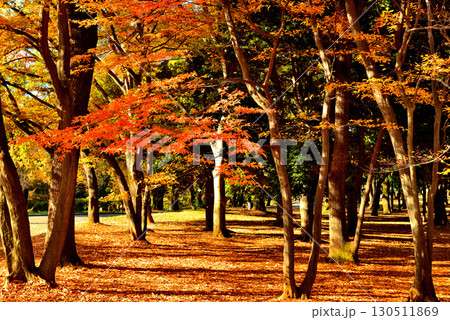 東京　代々木公園の紅葉 初秋のもみじ 130511869