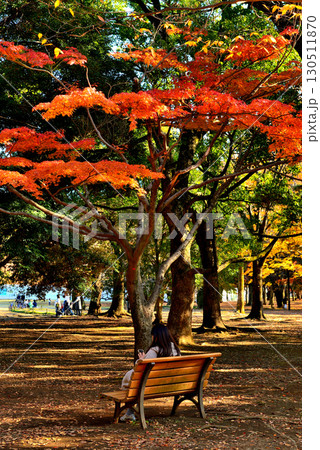 東京　代々木公園の紅葉 初秋のもみじ 130511870
