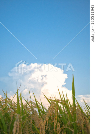 夏の田んぼと雄大な入道雲 夏の田んぼと雄大な入道雲 130511945