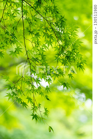 長谷寺の新緑、初夏のきらめき 長谷寺の新緑、初夏のきらめき 130511980