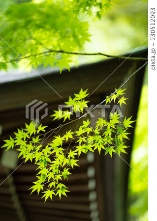 長谷寺の青もみじと寺院の静けさ 長谷寺の青もみじと寺院の静けさ 130512093