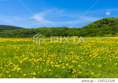 福島県喜多方市熊倉町雄国　雄国沼湿原を覆う満開のニッコウキスゲ群生と周りの山々の緑と青空 130512326