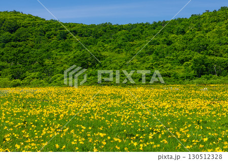 福島県喜多方市熊倉町雄国　雄国沼湿原を覆う満開のニッコウキスゲ群生と周りの山々の緑と青空 130512328