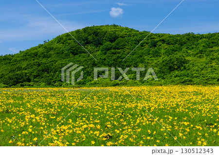 福島県喜多方市熊倉町雄国　雄国沼湿原を覆う満開のニッコウキスゲ群生と周りの山々の緑と青空 130512343