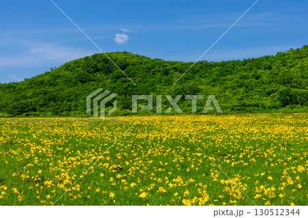 福島県喜多方市熊倉町雄国 雄国沼湿原を覆う満開のニッコウキスゲ群生と周りの山々の緑と青空 福島県喜多方市熊倉町雄国 雄国沼湿原を覆う満開のニッコウキスゲ群生と周りの山々の緑と青空 130512344