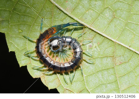 葉の上の小さなムカデ 葉の上の小さなムカデ 130512406