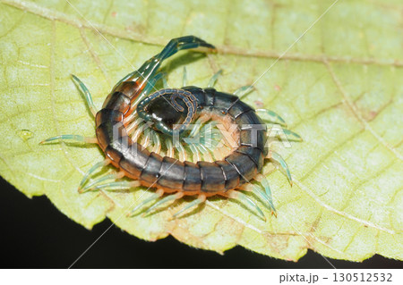葉の上の小さなムカデ 130512532