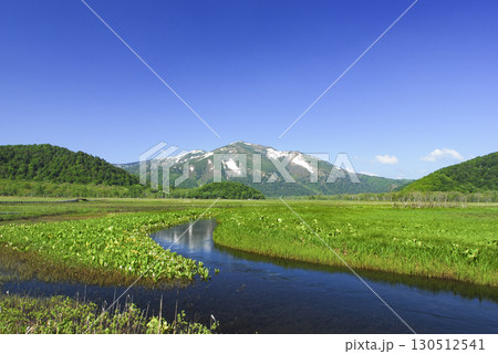 群馬県片品村　下ノ大堀から望む至仏山とリュウキンカ 130512541