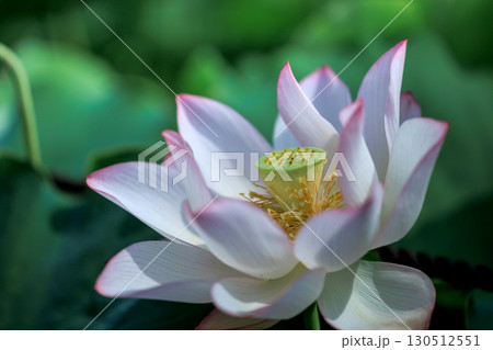 原子蓮 原子蓮 130512551