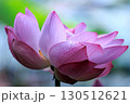 行田蓮 130512621