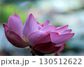 行田蓮 130512622