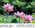 行田蓮 130512623