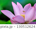 行田蓮 130512624