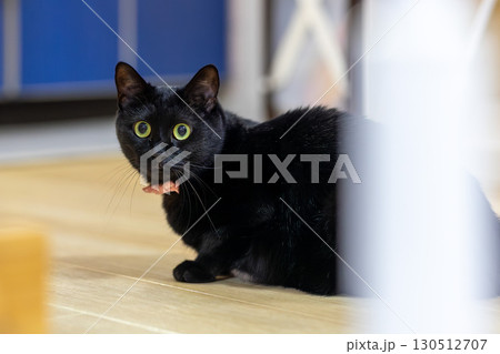 黒猫 黒猫 130512707