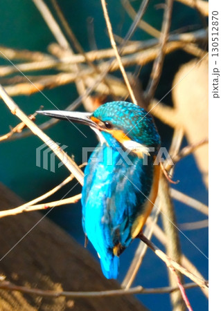 街中で共存するカワセミ 130512870