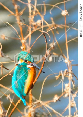 街中で共存するカワセミ 130512887