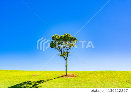草原 に 一本の木 が 生えている 【 成長 の イメージ 】 草原 に 一本の木 が 生えている 【 成長 の イメージ 】 130512897