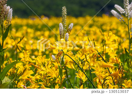 福島県喜多方市熊倉町雄国　雄国沼湿原を覆う満開のニッコウキスゲと白い綿のようなコバイケイソウ 130513037