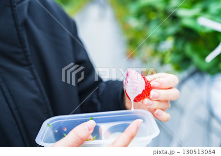 いちご狩り は 家族 で 楽しめる 春 の レジャー の 定番 【 イチゴ狩り の イメージ 】 いちご狩り は 家族 で 楽しめる 春 の レジャー の 定番 【 イチゴ狩り の イメージ 】 130513084