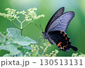 オナガアゲハ 130513131