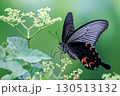 オナガアゲハ 130513132