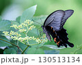オナガアゲハ 130513134
