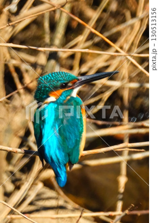 街中で共存するカワセミ 130513156