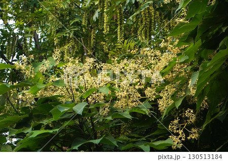アオギリの花とつぼみ・2025年㋆　 130513184