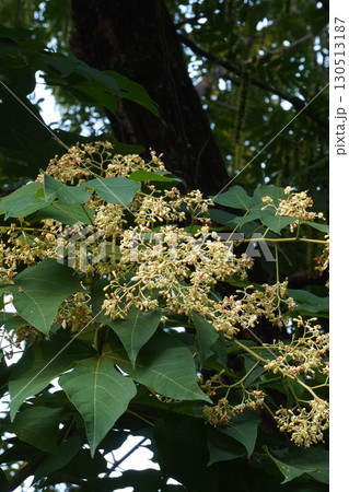 アオギリの花とつぼみ・2025年㋆　 130513187