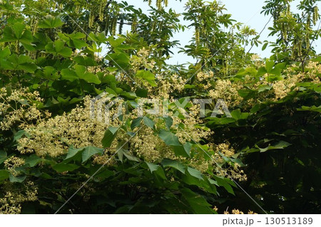 アオギリの花とつぼみ・2025年㋆ アオギリの花とつぼみ・2025年㋆ 130513189