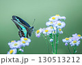 アオスジアゲハ 130513212