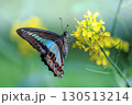 アオスジアゲハ 130513214