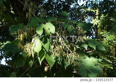 アオギリの若い実・2025年㋆ アオギリの若い実・2025年㋆ 130513577