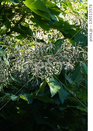 アオギリの若い実・2025年㋆　 130513578