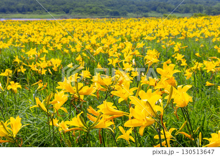福島県喜多方市熊倉町雄国 雄国沼湿原を覆う満開のニッコウキスゲ群生 福島県喜多方市熊倉町雄国 雄国沼湿原を覆う満開のニッコウキスゲ群生 130513647