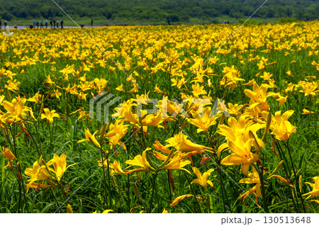 福島県喜多方市熊倉町雄国 雄国沼湿原を覆う満開のニッコウキスゲ群生 福島県喜多方市熊倉町雄国 雄国沼湿原を覆う満開のニッコウキスゲ群生 130513648