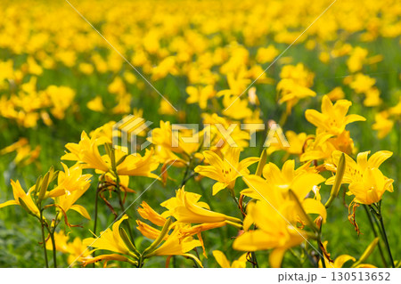 福島県喜多方市熊倉町雄国 雄国沼湿原を覆う満開のニッコウキスゲ群生 福島県喜多方市熊倉町雄国 雄国沼湿原を覆う満開のニッコウキスゲ群生 130513652