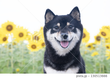 早朝のひまわり畑と微笑む豆柴 130513666