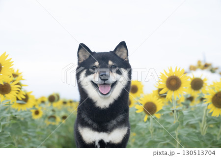 早朝のひまわり畑と微笑む豆柴 早朝のひまわり畑と微笑む豆柴 130513704